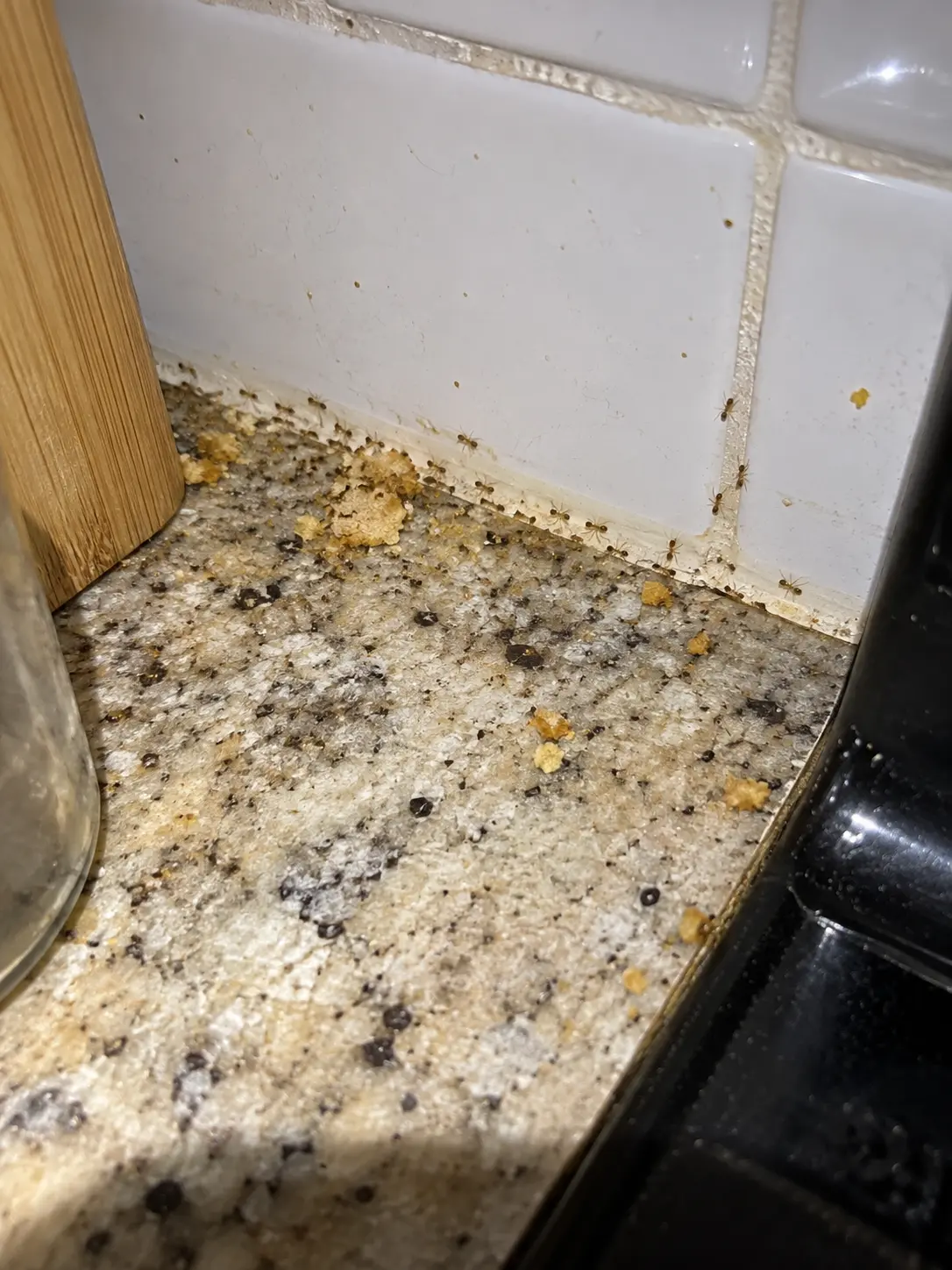 Small ants following crumbs beside a kitchen backsplash
