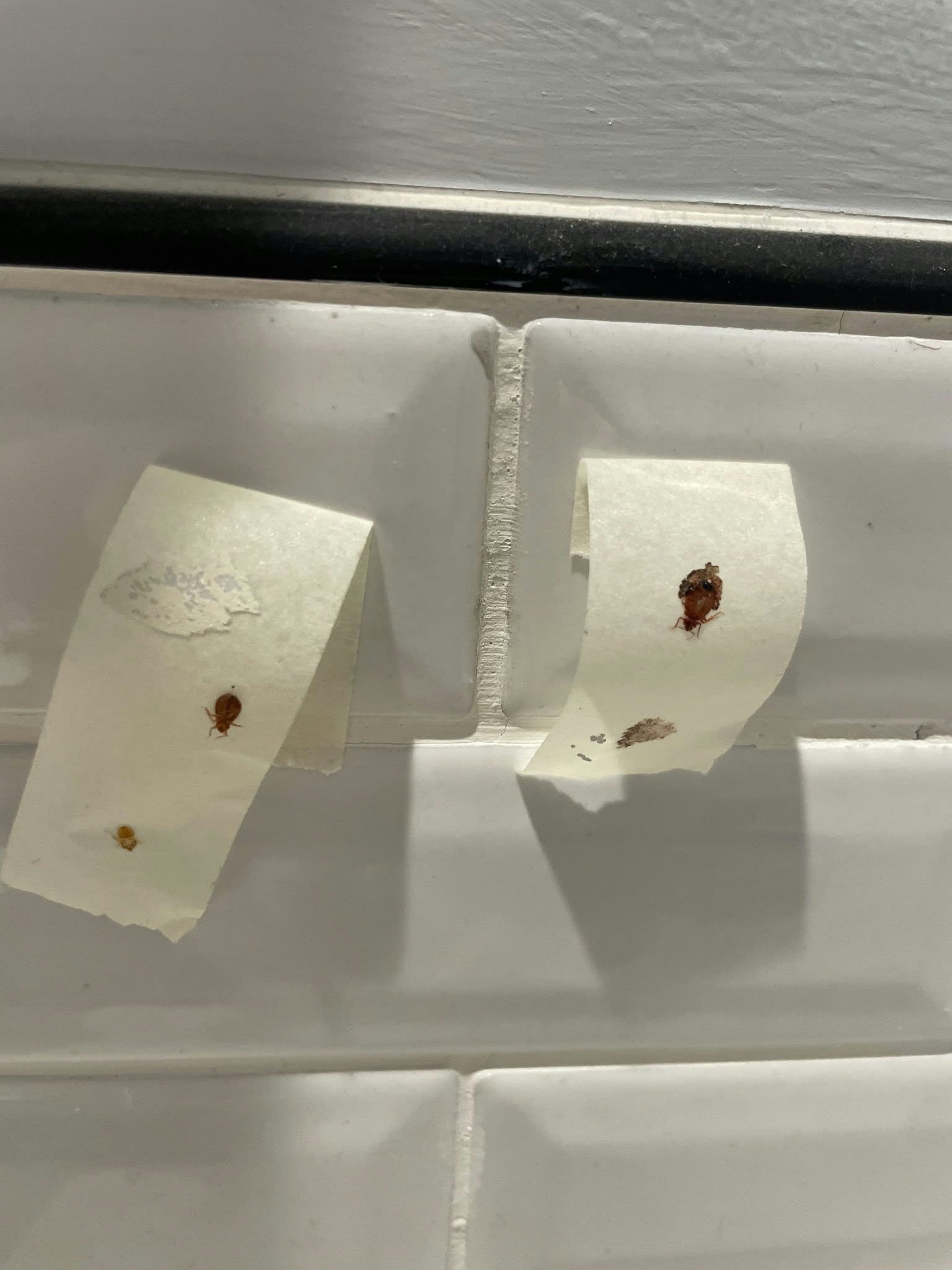 Small insects captured on tape during a pest inspection