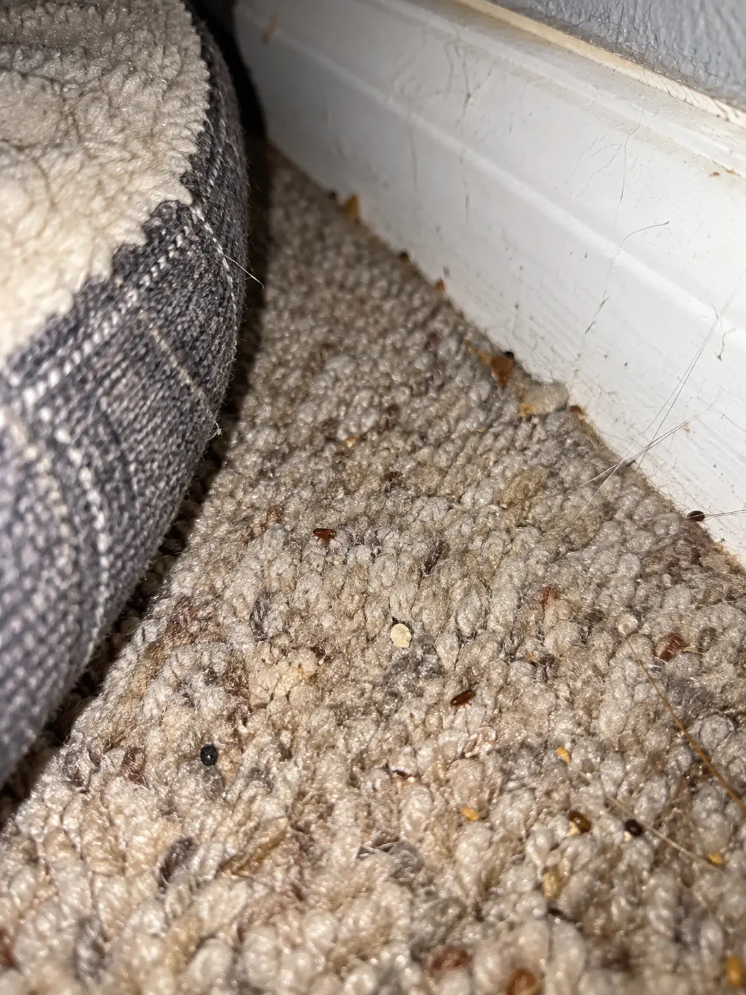Small fleas and debris in carpet beside a pet bed
