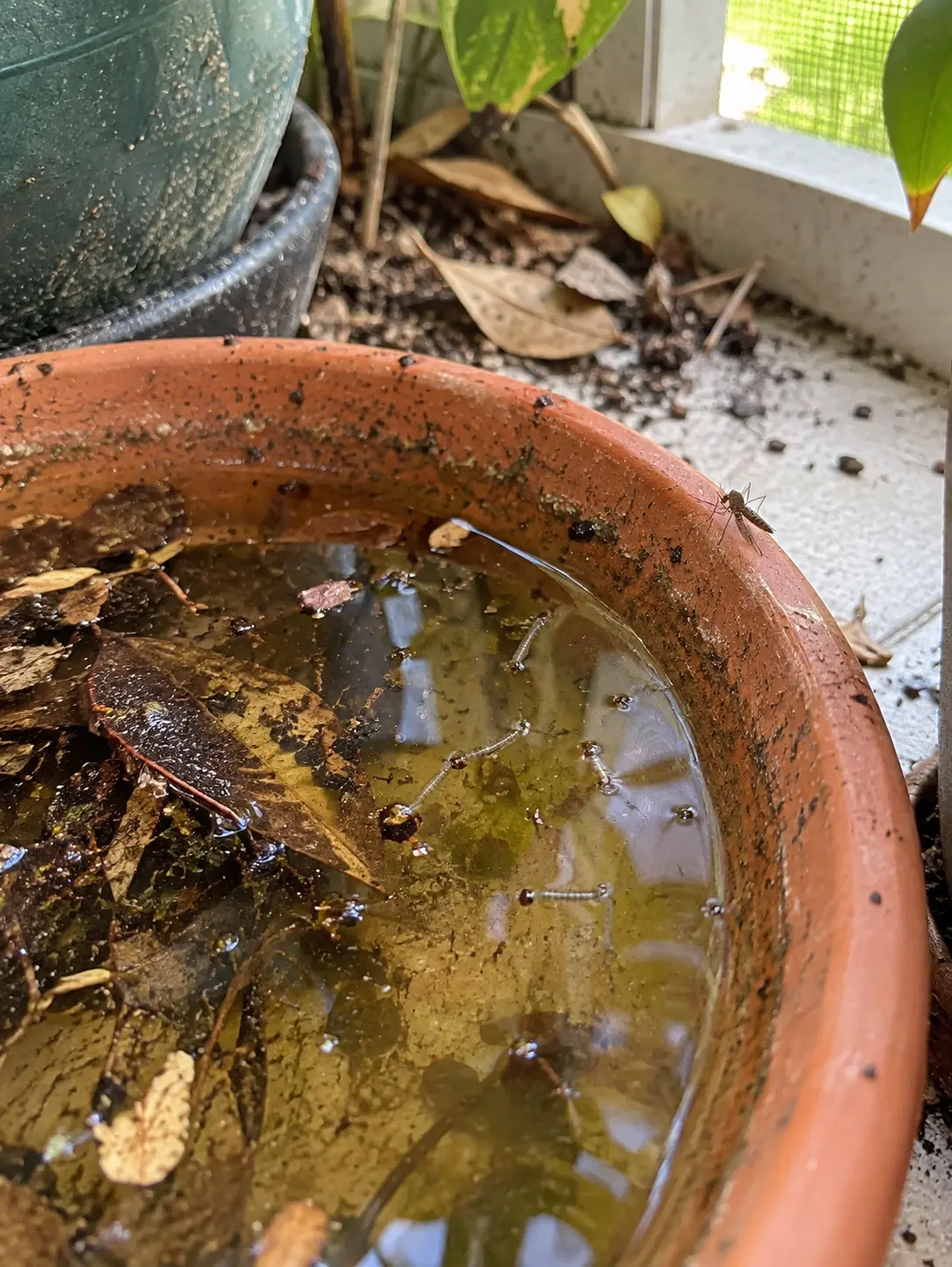 Mosquito breeding water in a plant saucer on a screened lanai