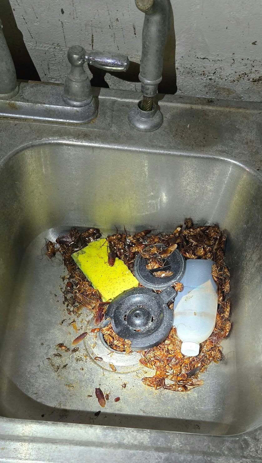 Cockroaches found in a dirty utility sink during an inspection
