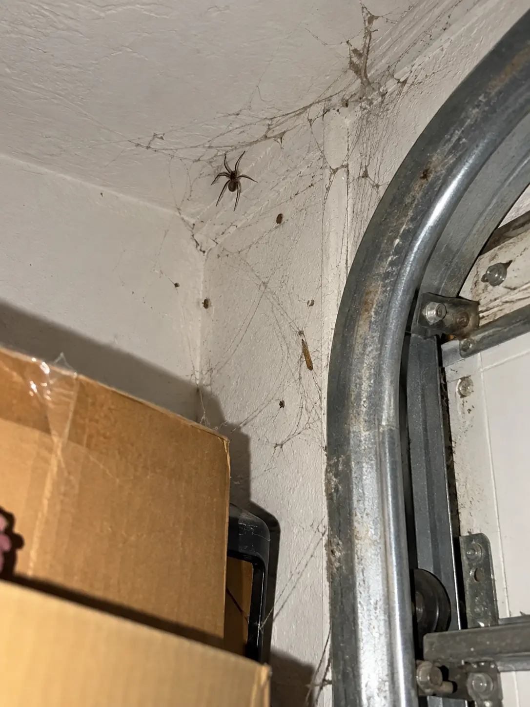 House spider and web beside a garage door track